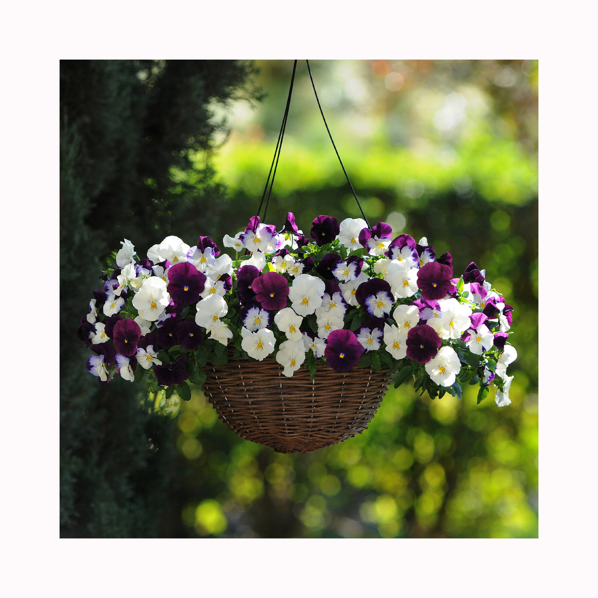 Pansy Cool Wave Pre Planted Hanging Basket