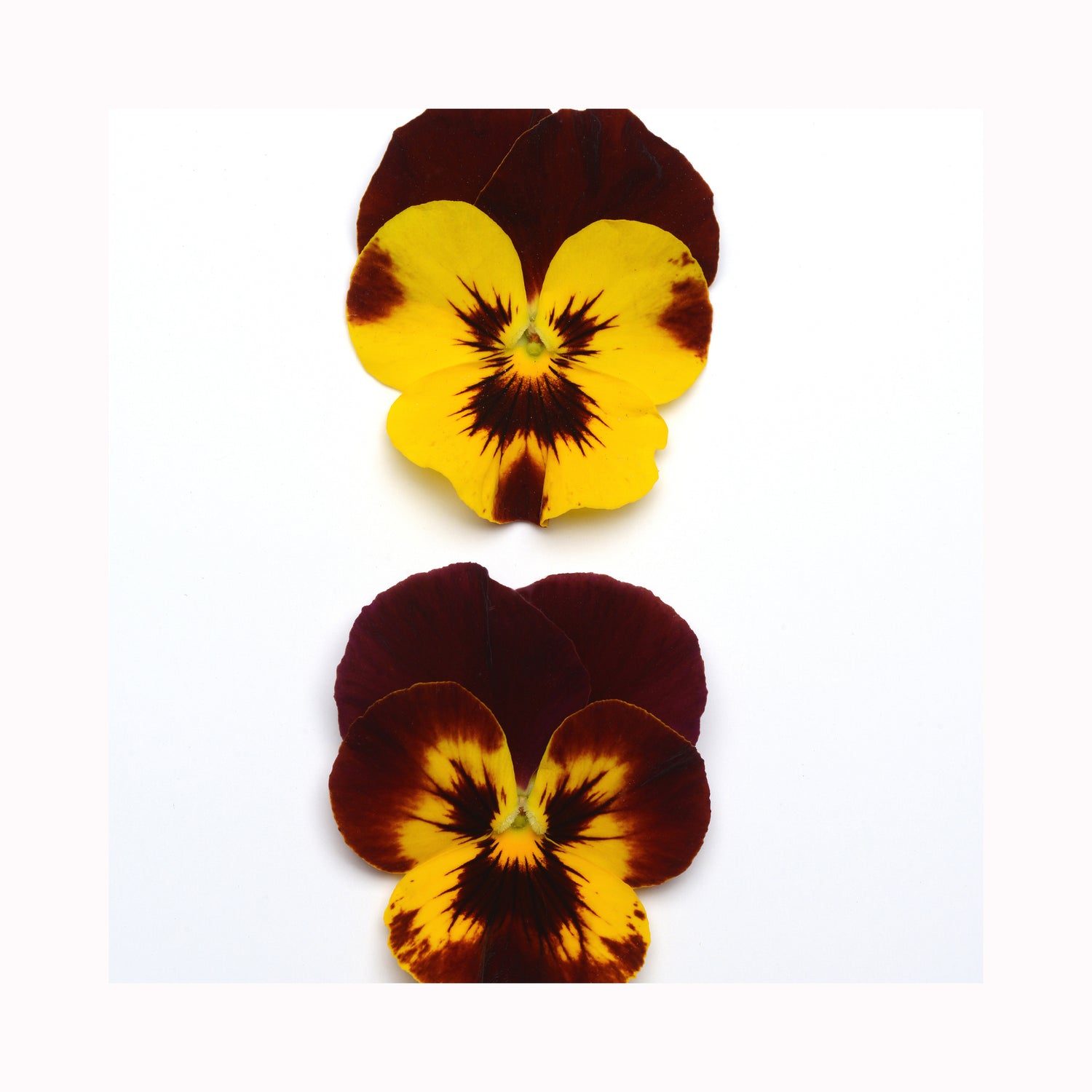 Pansy Cool Wave Fire