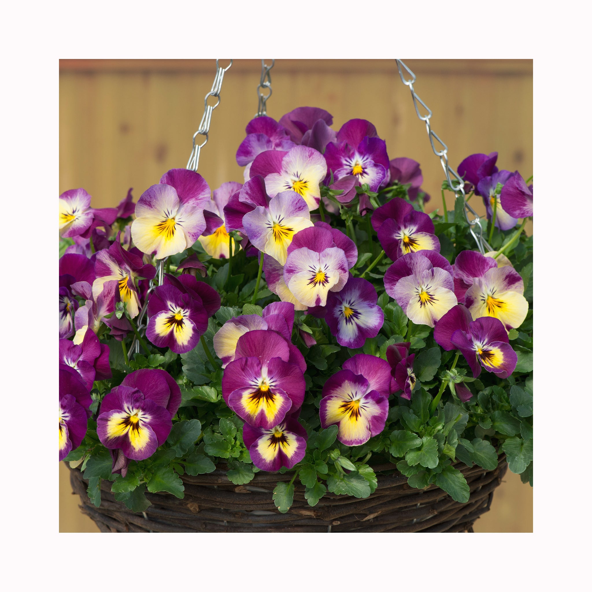 Pansy Cool Wave Pre Planted Hanging Basket