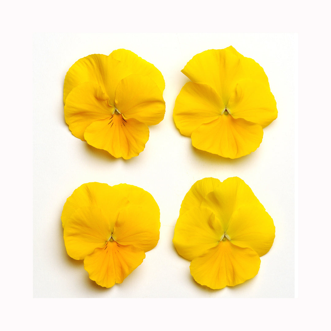Pansy FreeFall Pre Planted Hanging Basket
