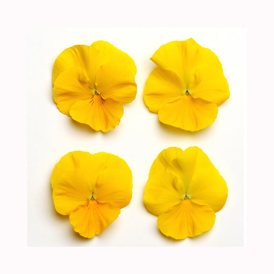 Pansy FreeFall Pre Planted Hanging Basket