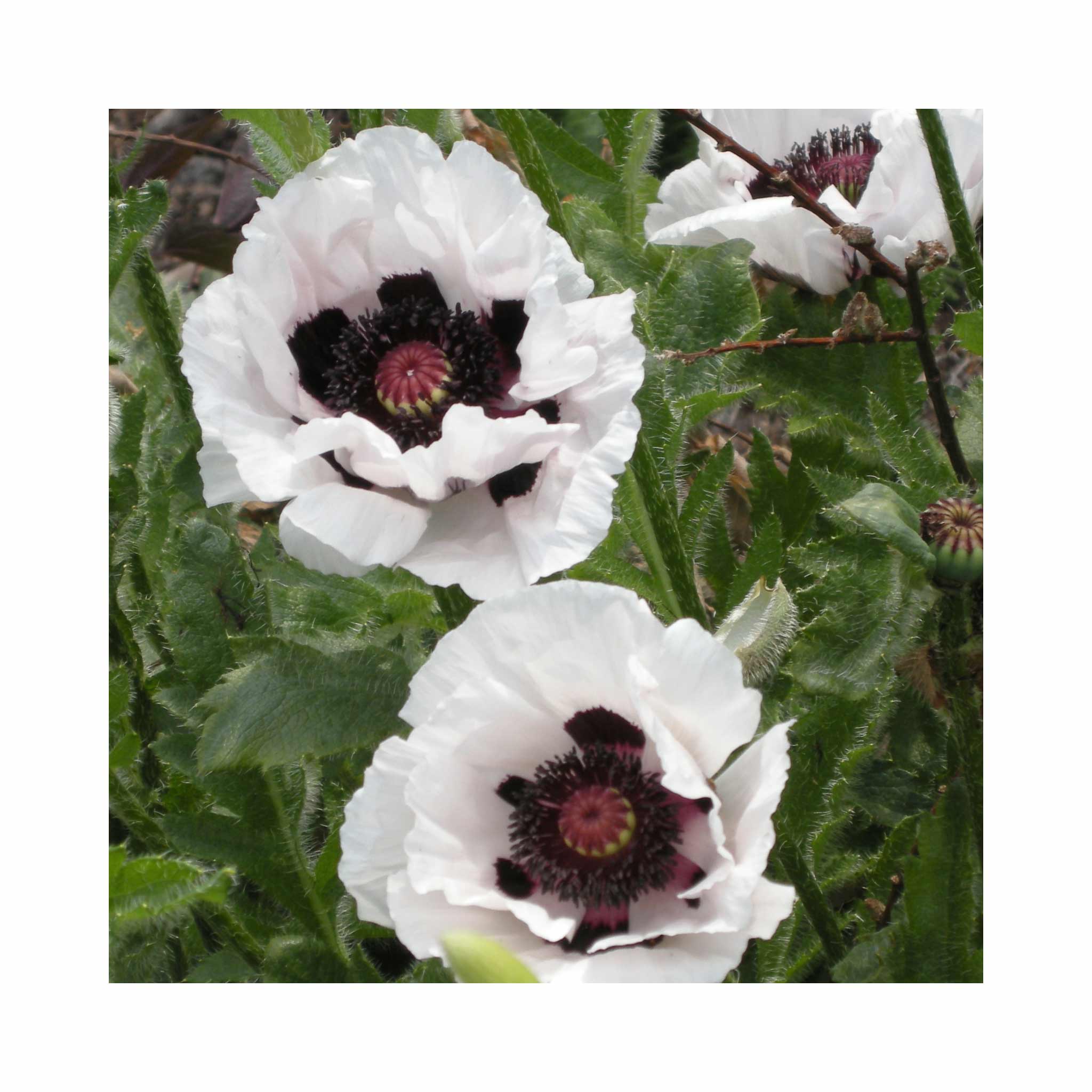 Papaver Casino