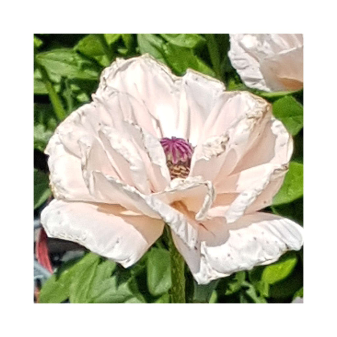 Papaver Rococo