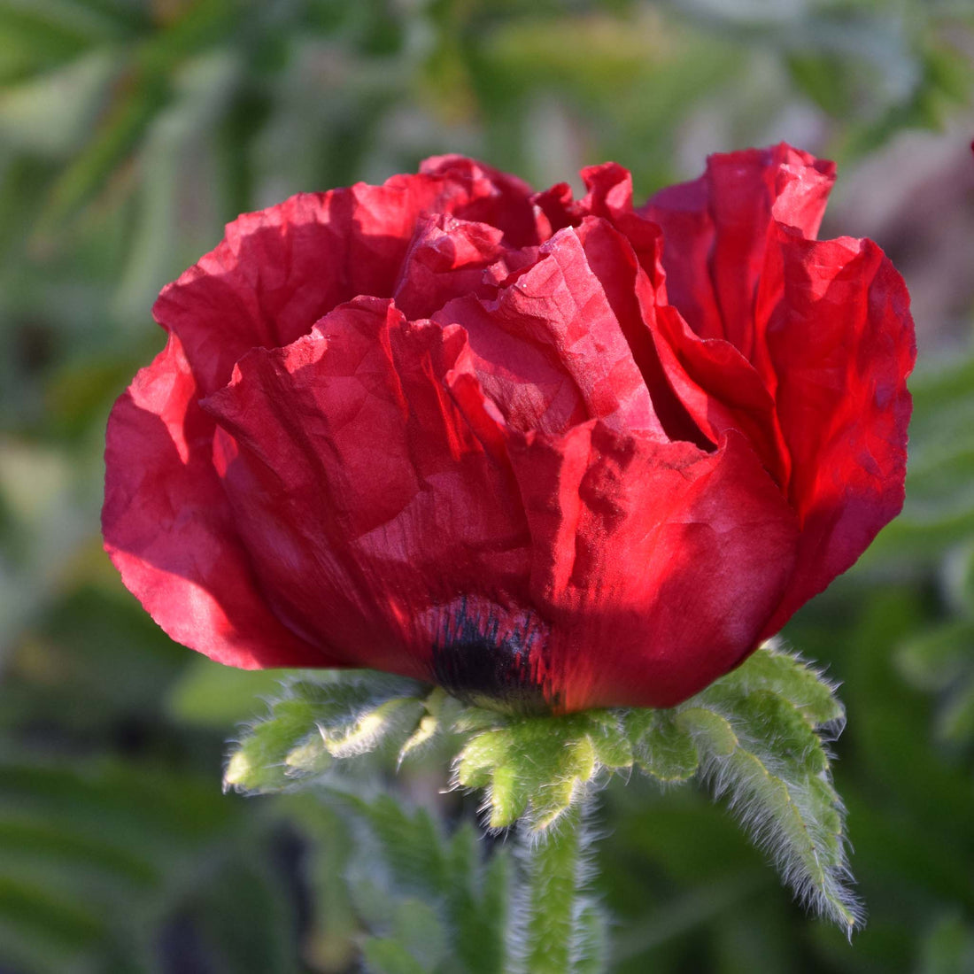 Papaver Waltzing Mathilde