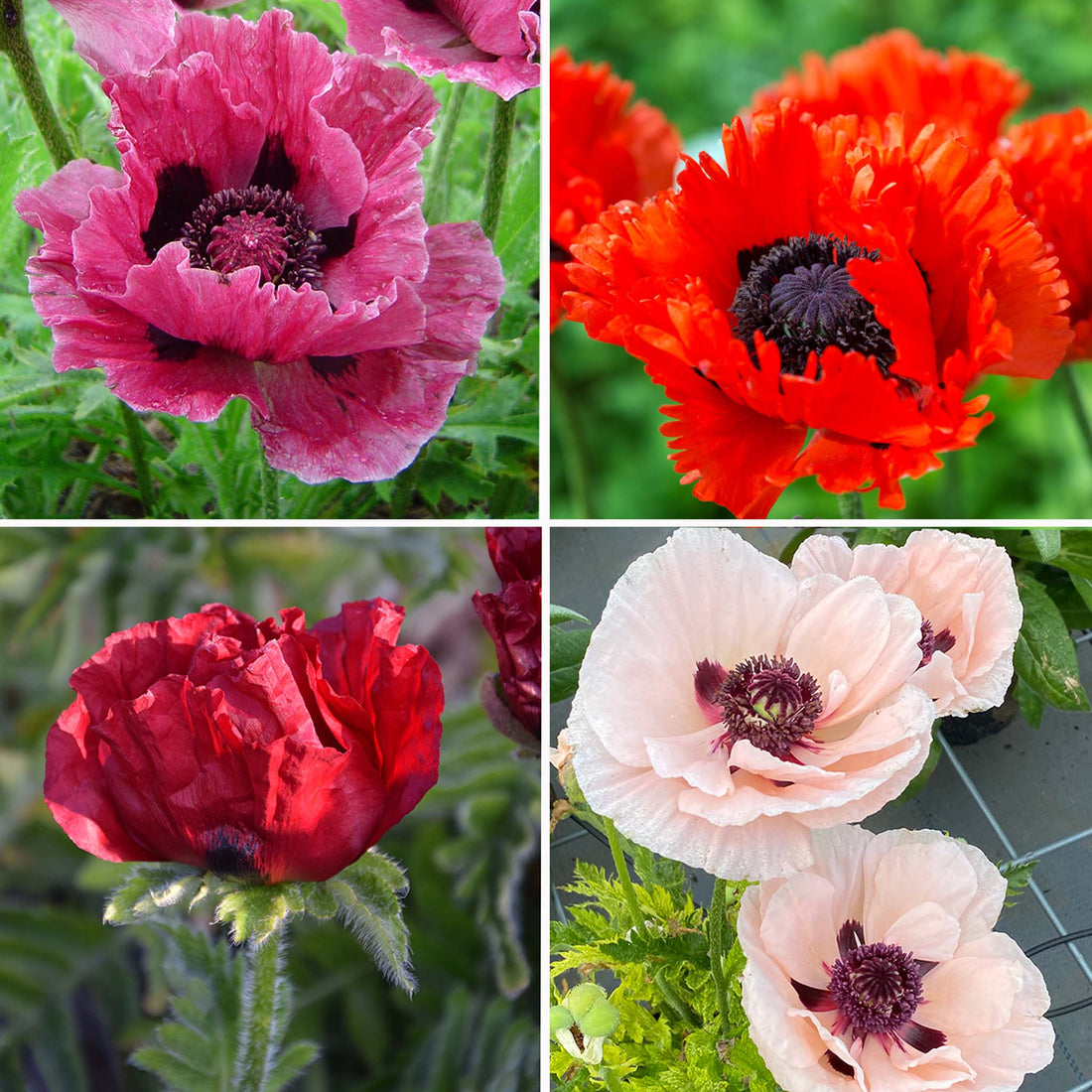 Papaver Oriental Collection