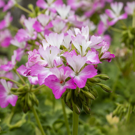 Pelargonium(Upright Geranium) Special Stellar Collection