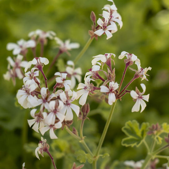 Scented Pelargonium (Geranium) Variegated Fragrans