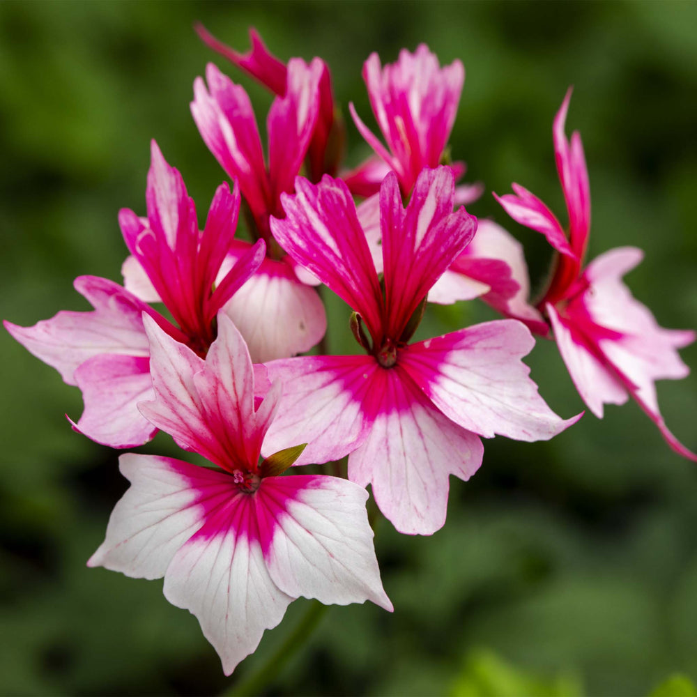 Pelargonium(Upright Geranium) Special Stellar Collection