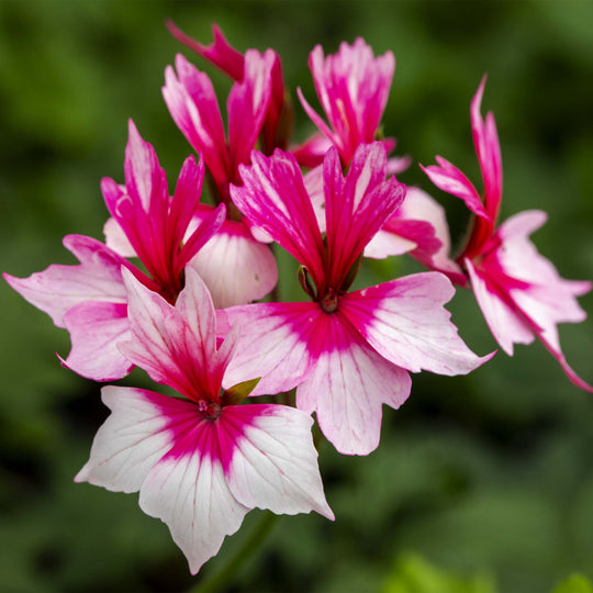 Pelargonium(Upright Geranium) Special Stellar Collection