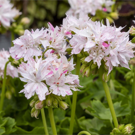 Pelargonium(Upright Geranium) Special Stellar Collection