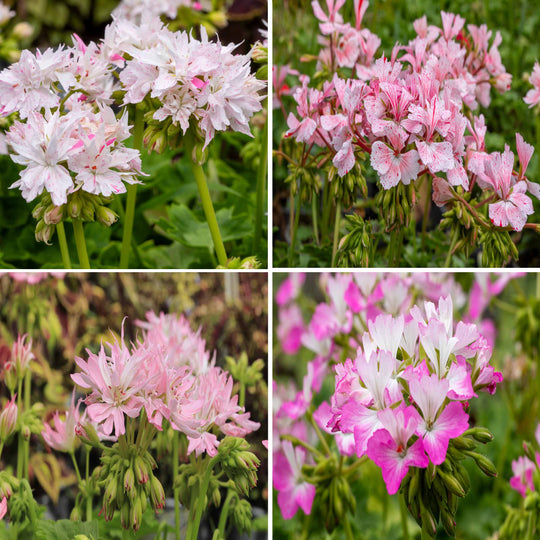 Pelargonium(Upright Geranium) Special Stellar Collection