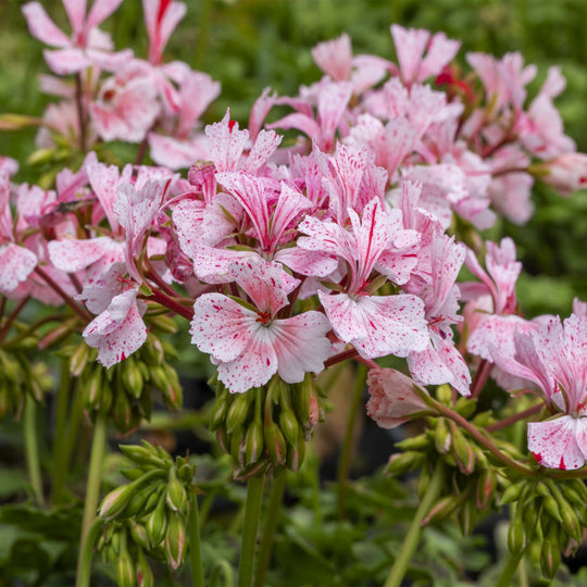 Pelargonium(Upright Geranium) Special Stellar Collection