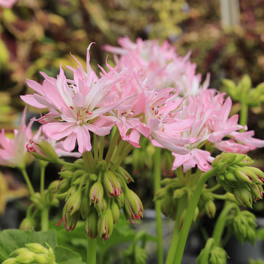 Pelargonium(Upright Geranium) Special Stellar Collection