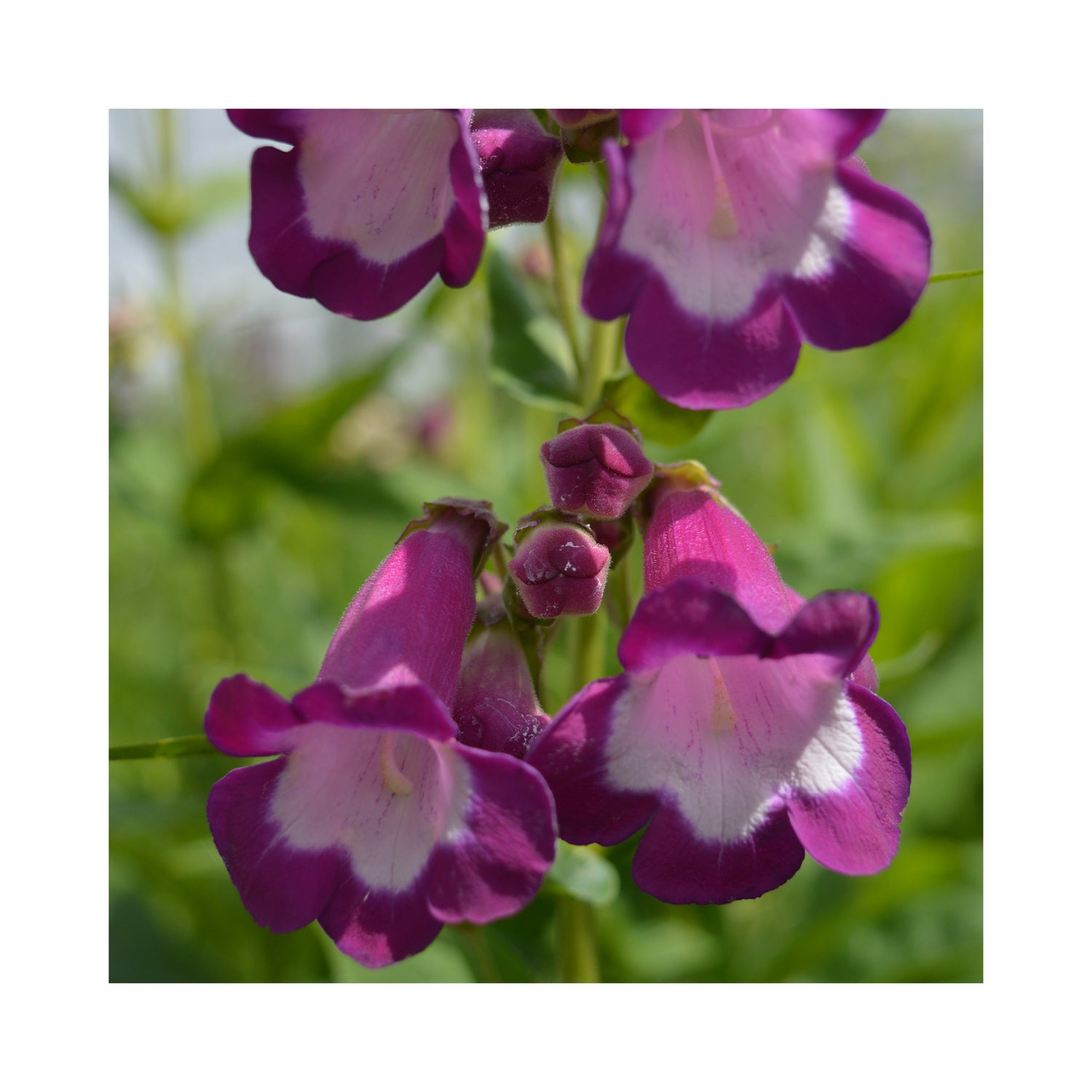 Penstemon Charles Rudd