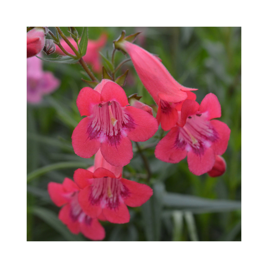 Penstemon Firebird