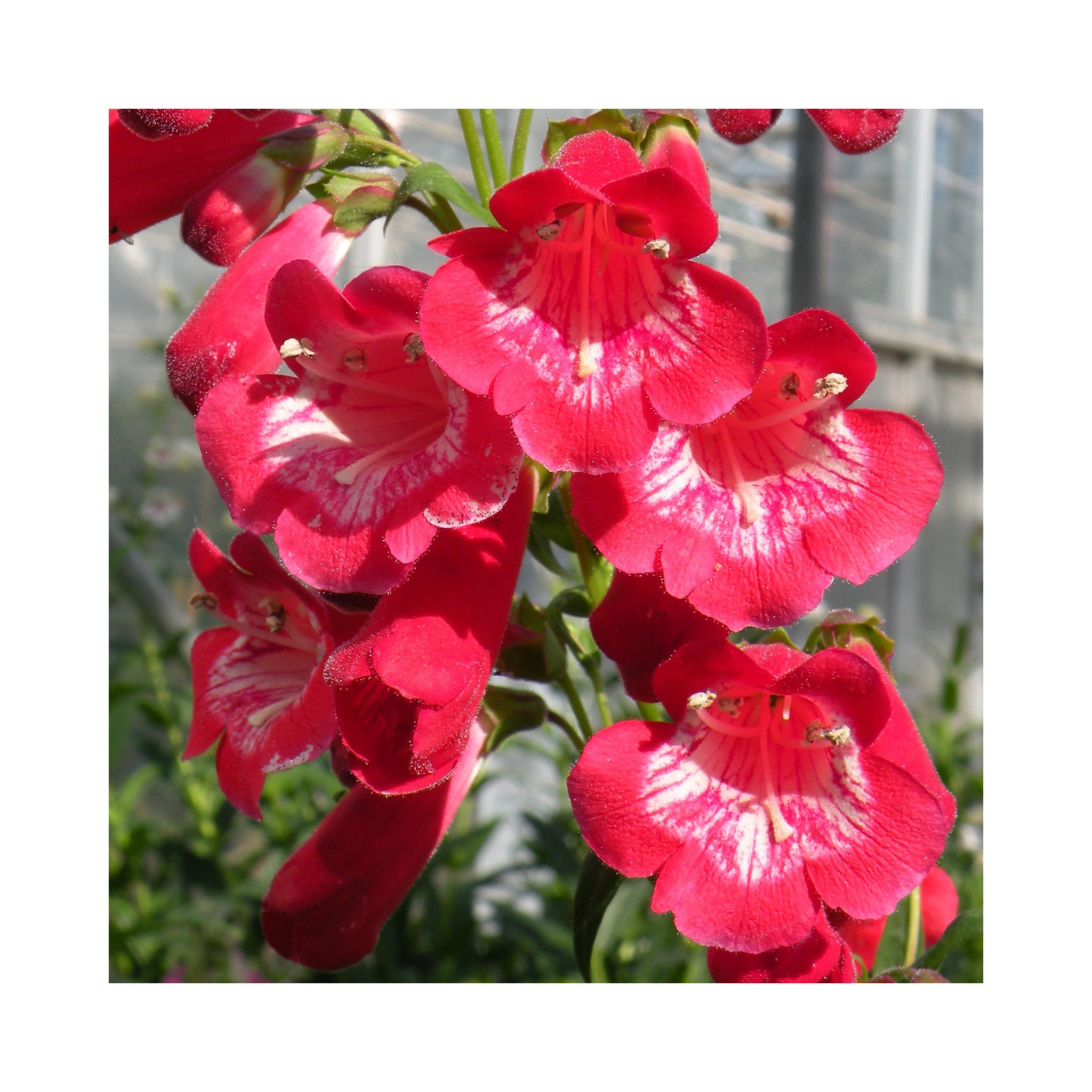 Penstemon King George