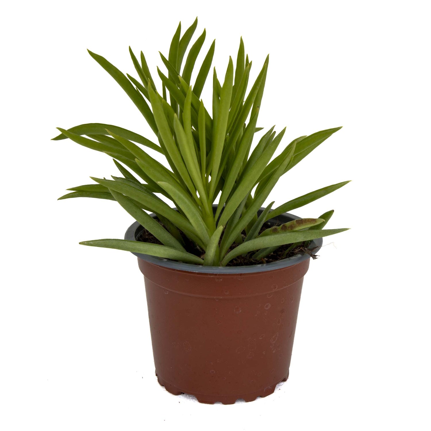 Pepperomia Mermaid Tresses
