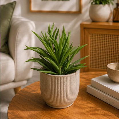 Pepperomia Mermaid Tresses