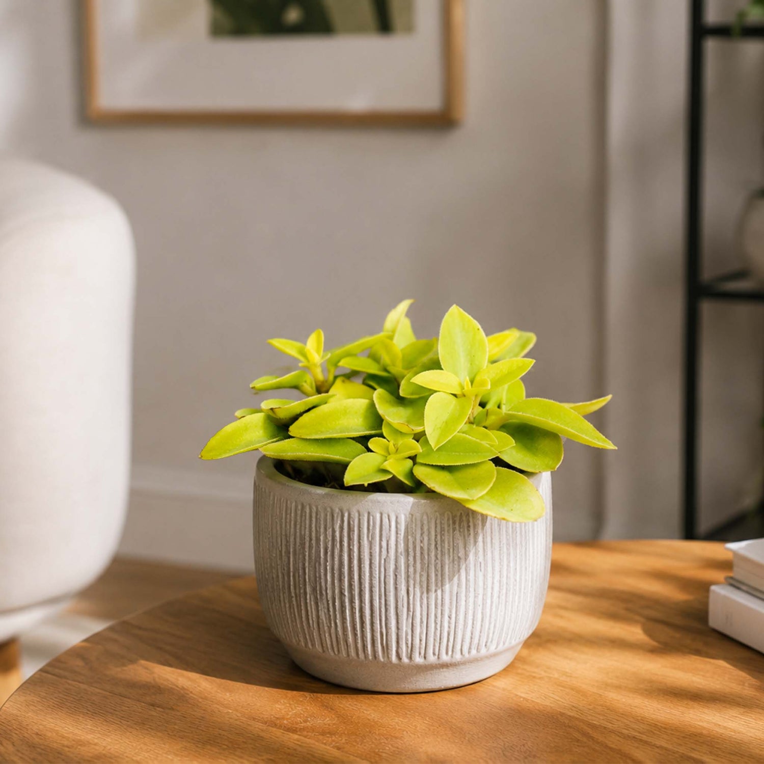 Pepperomia Pixie Lime