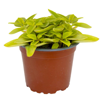 Pepperomia Pixie Lime