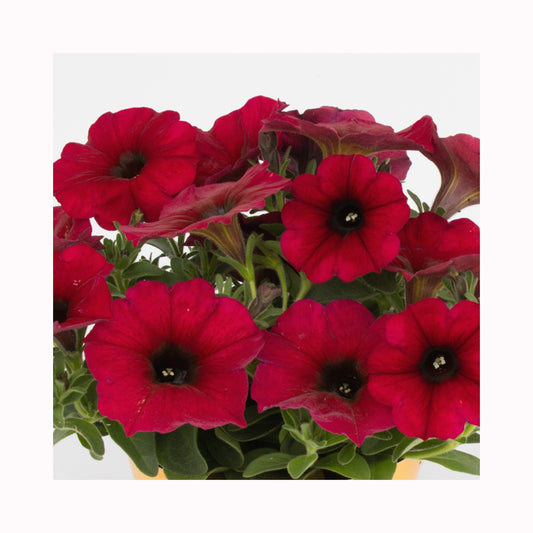 Petunia BeautiCal Bordeaux