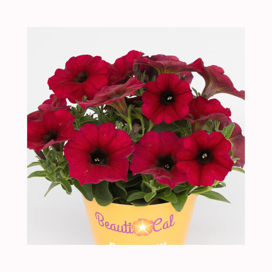 Petunia BeautiCal Bordeaux