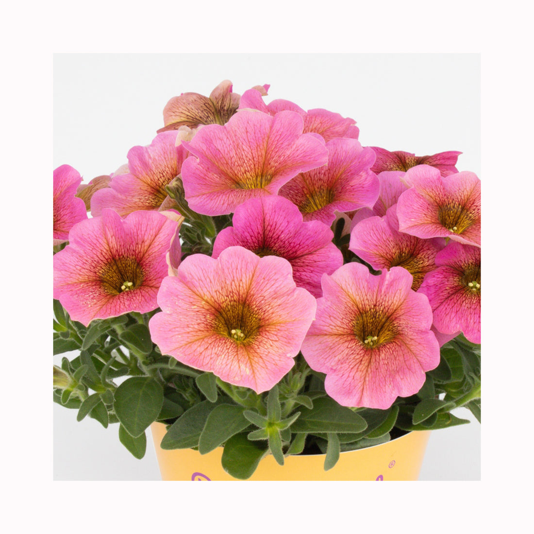 Petunia BeautiCal Sunray Pink