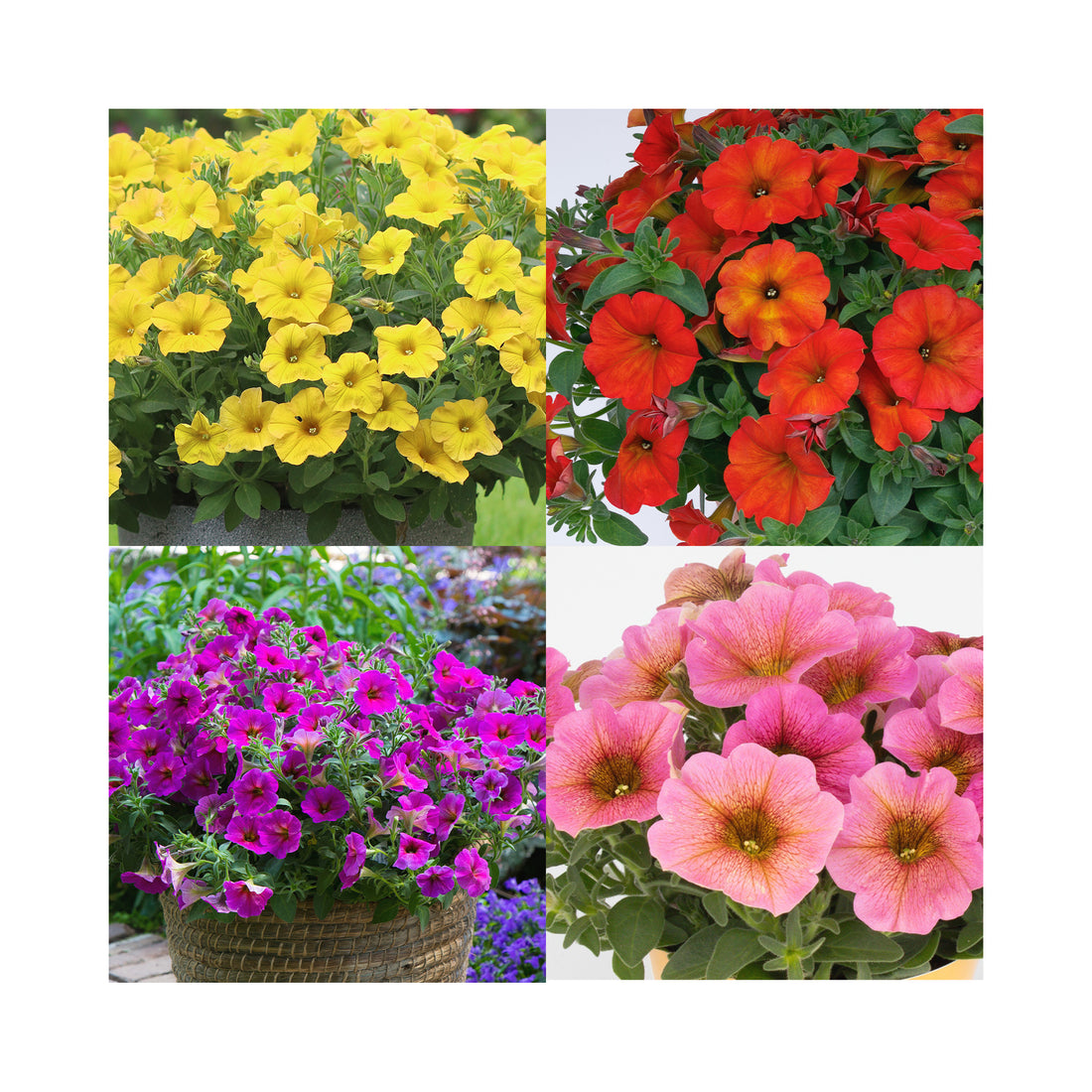 Petunia Beautical Collection