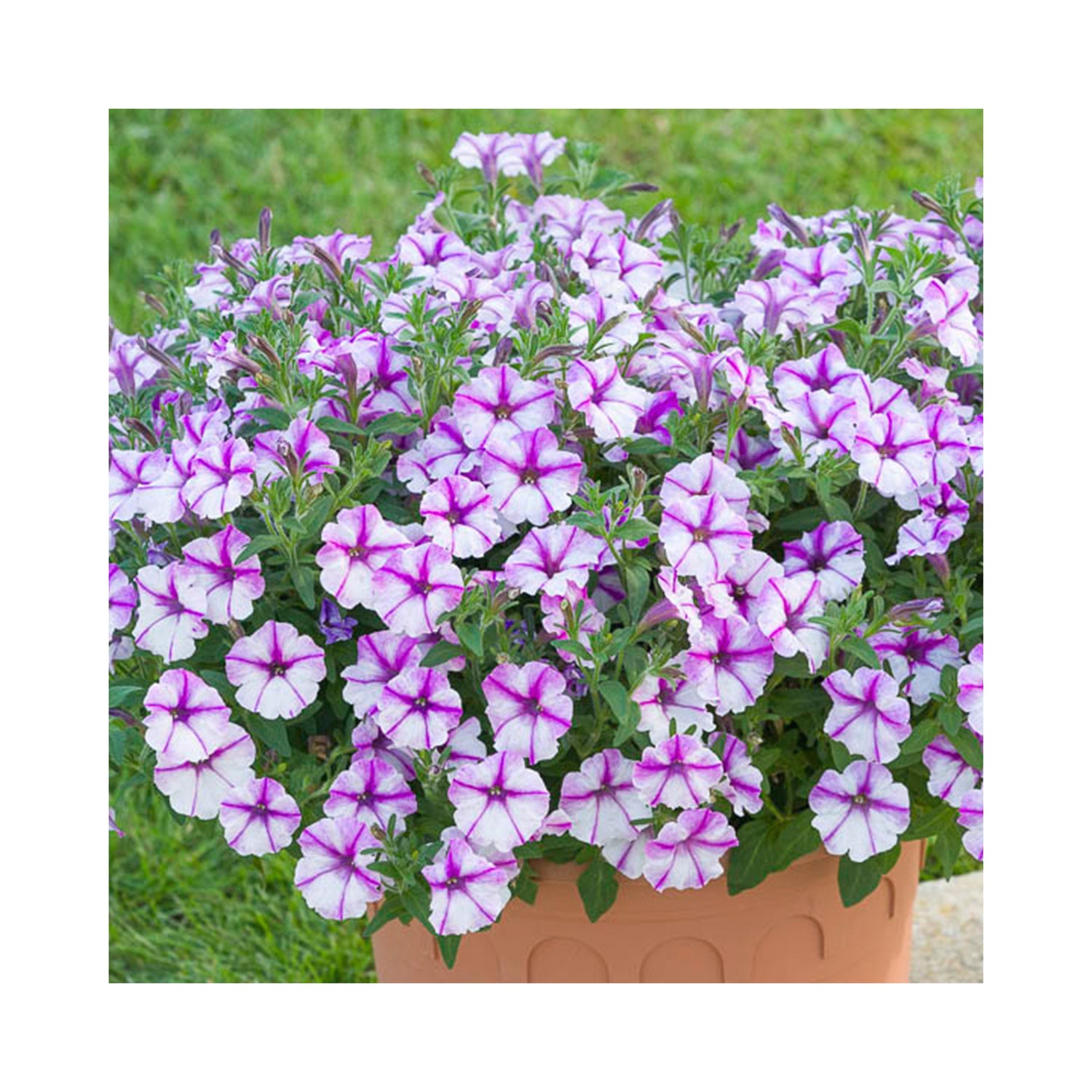 Petunia Bubbles Butterfly