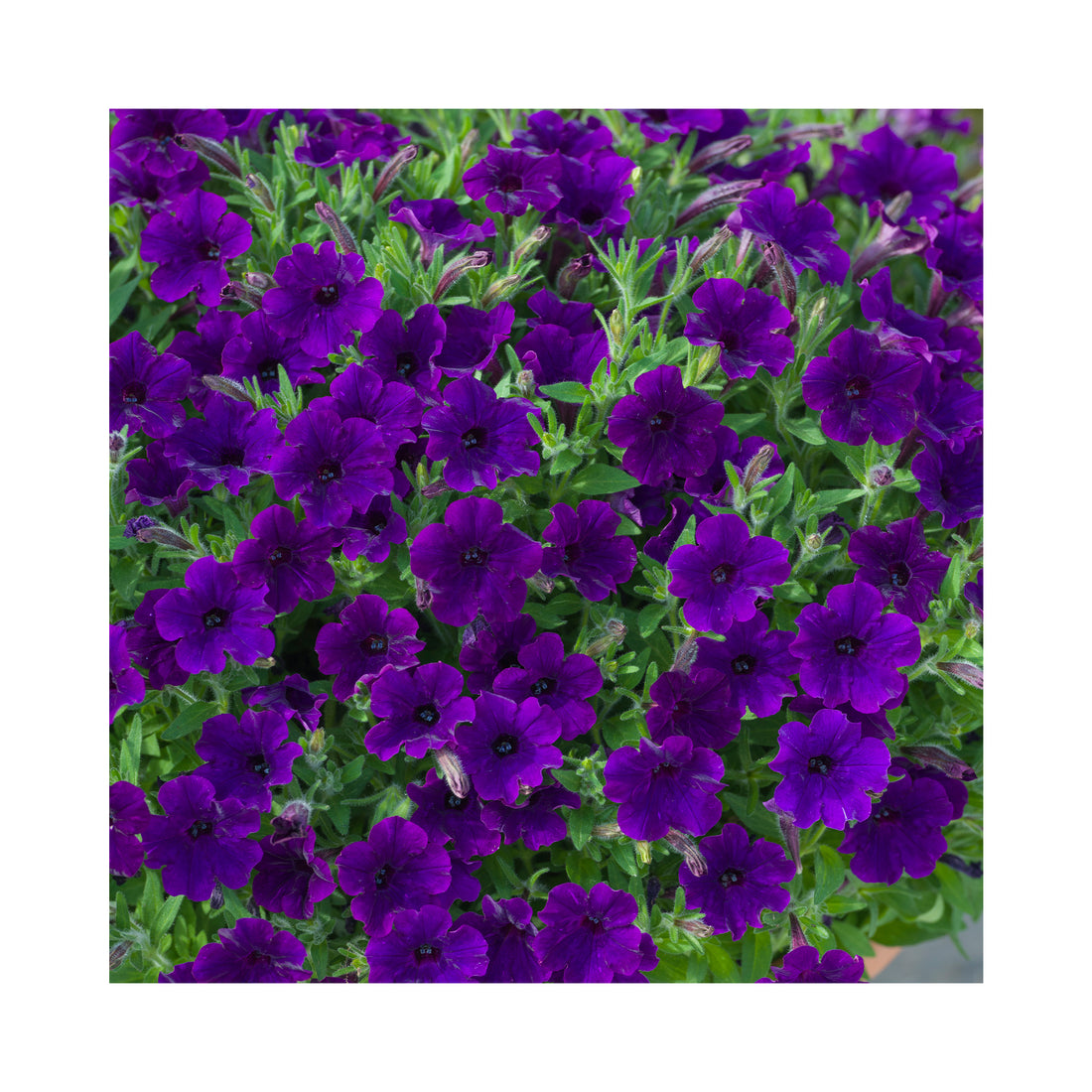 Petunia Bubbles Blue