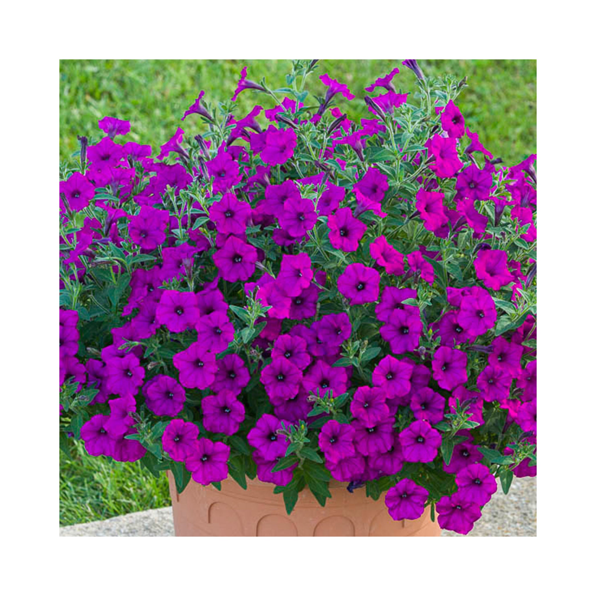 Petunia Bubbles Purple