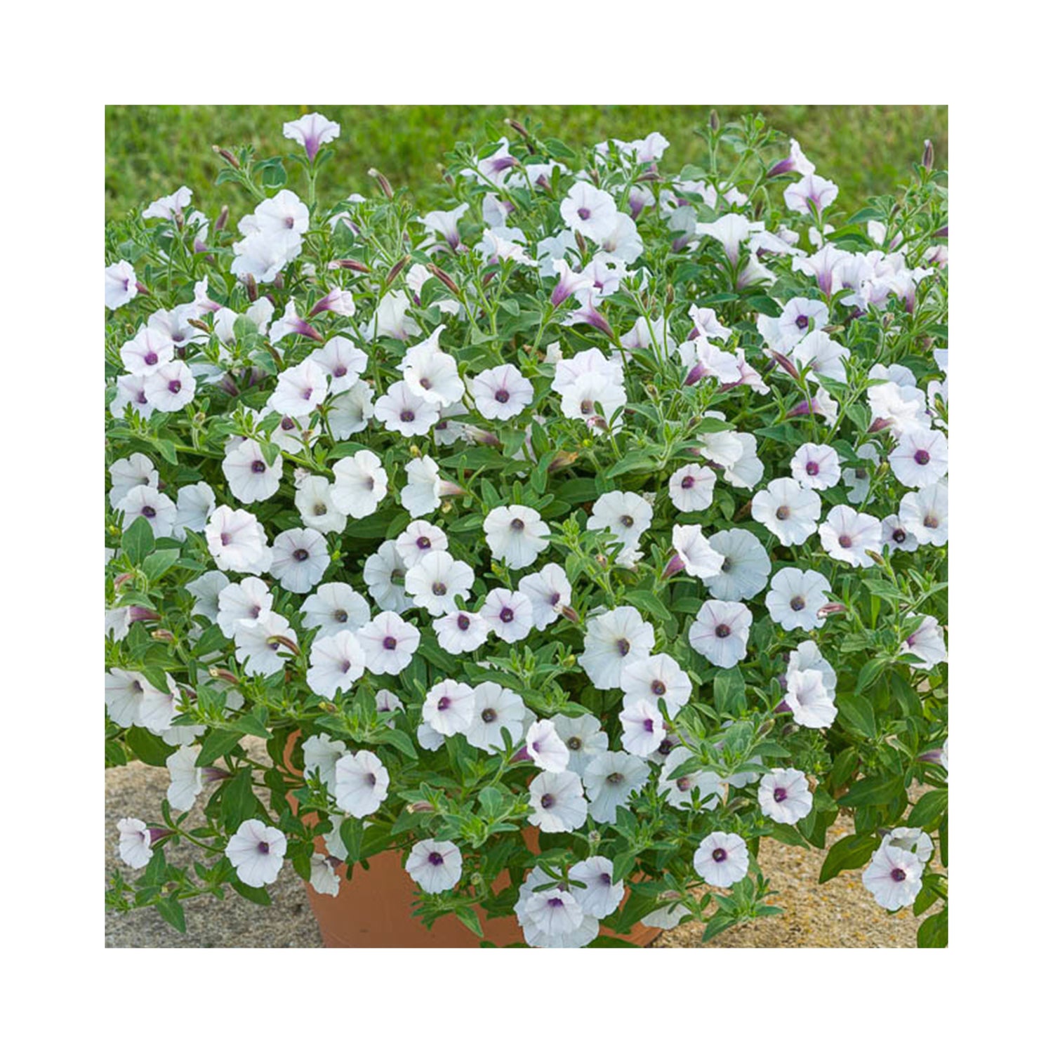 Petunia Bubbles White