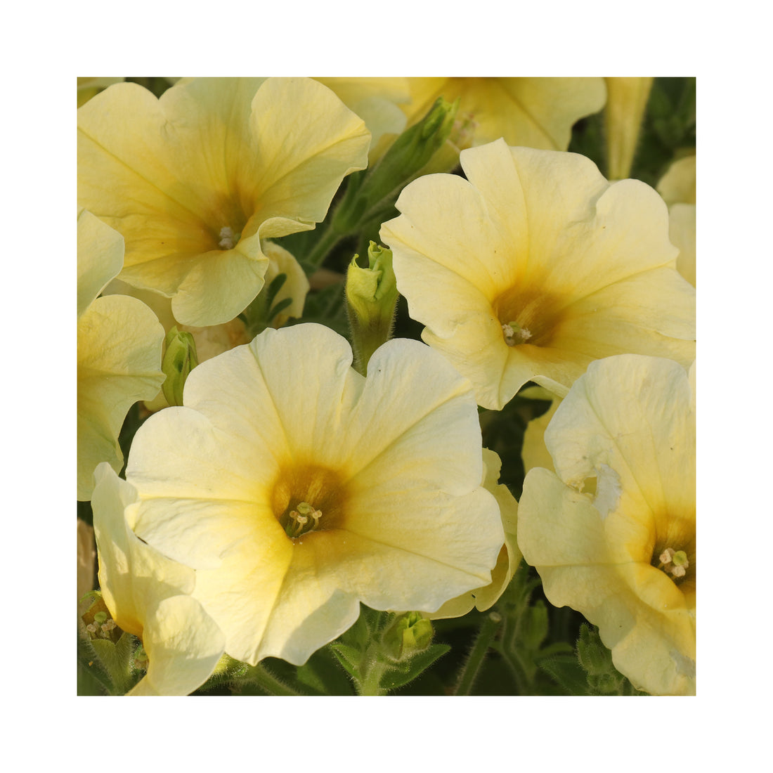 Petunia Crazytunia Bitter Lemon