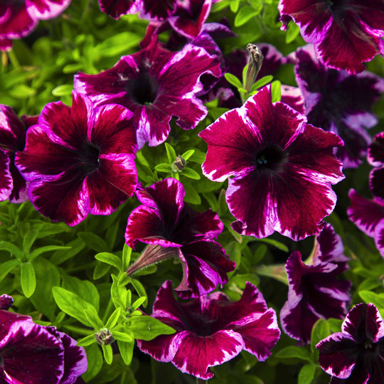 Petunia Collection 6 x 9cm Established plants