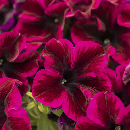 Petunia Collection 6 x 9cm Established plants