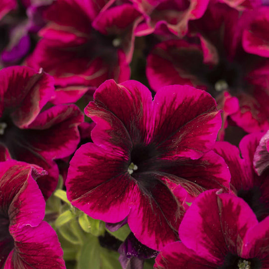 Petunia Collection 6 x 9cm Established plants