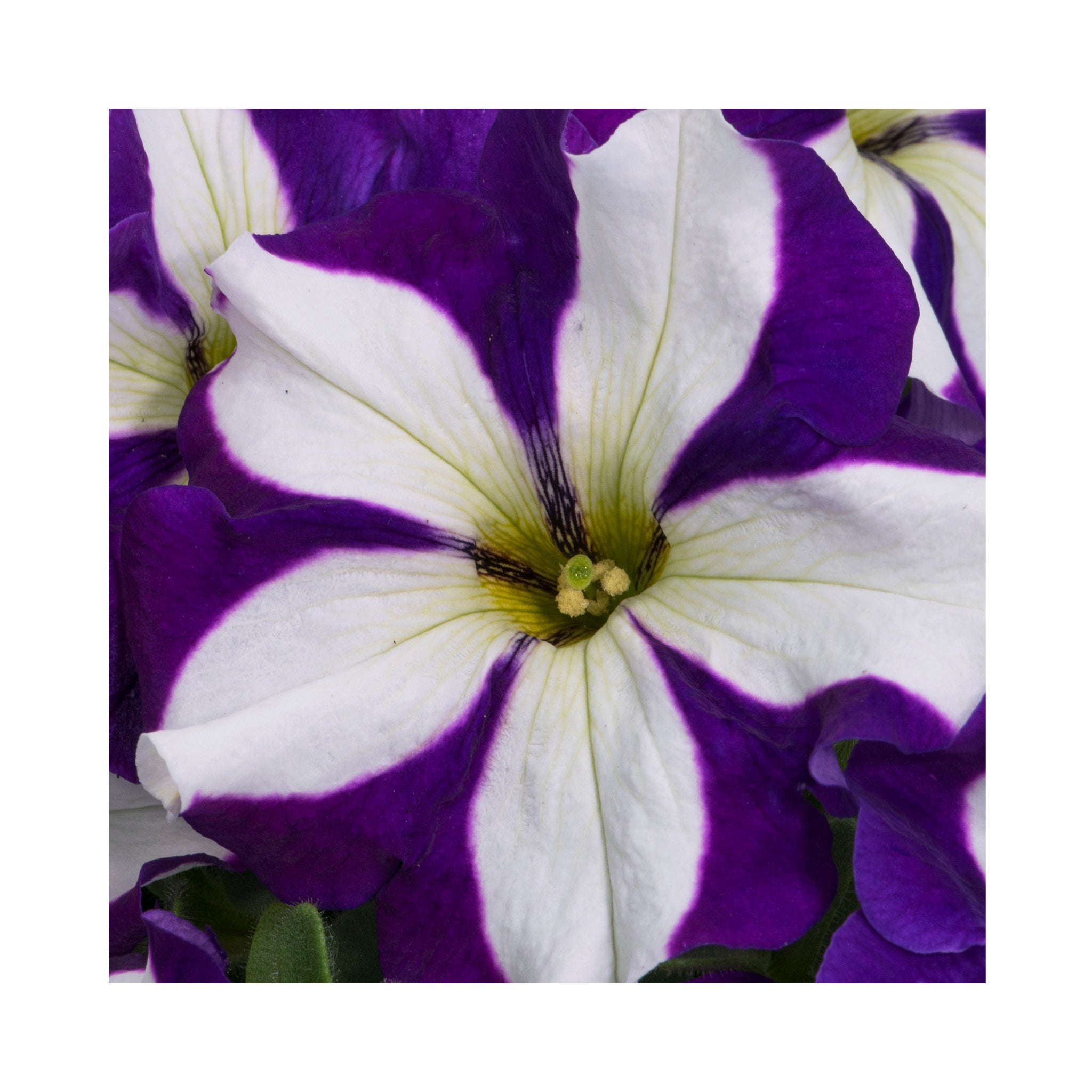 Petunia Prettytoonia Stunning Stars Collection