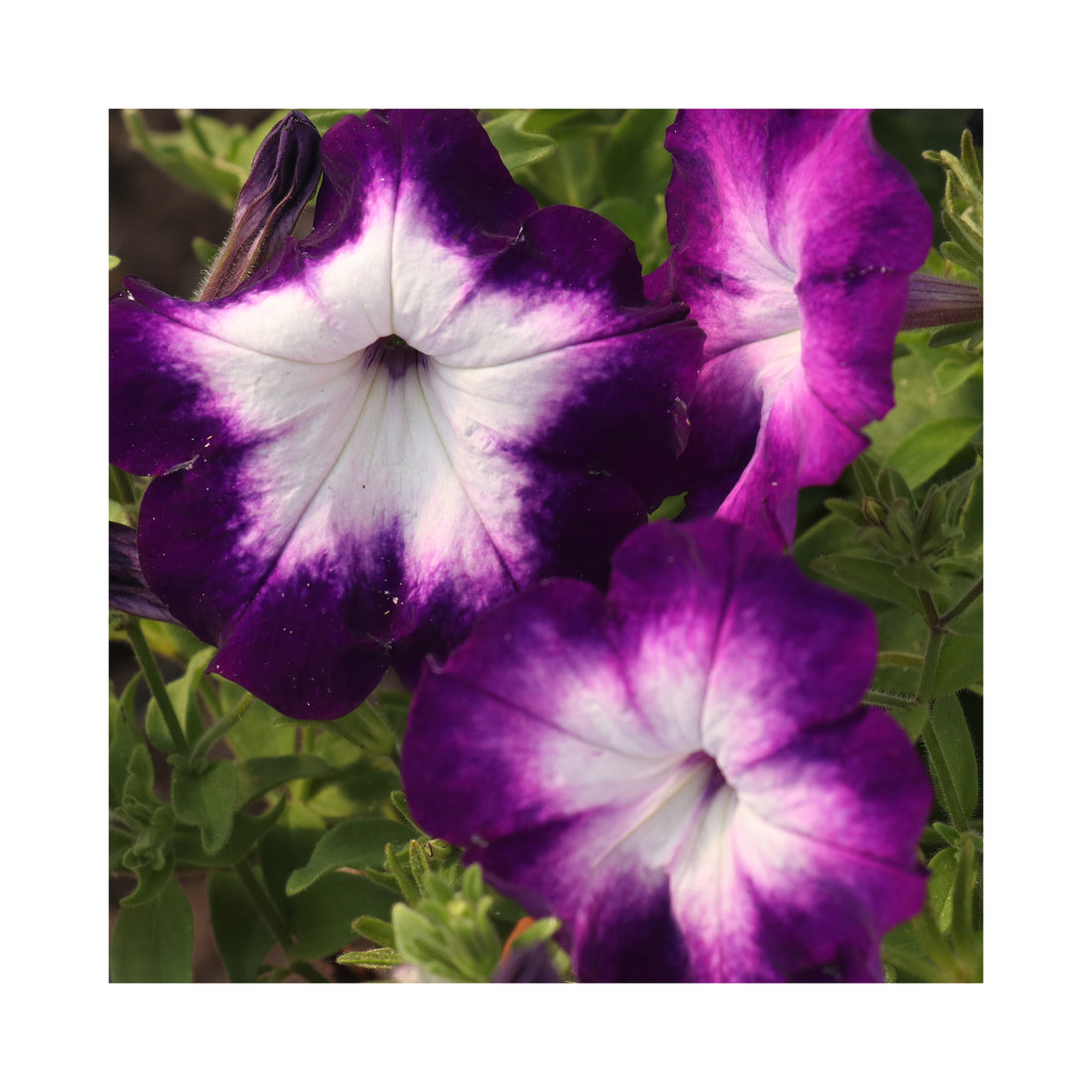 Petunia Crazytunia Purple Storm