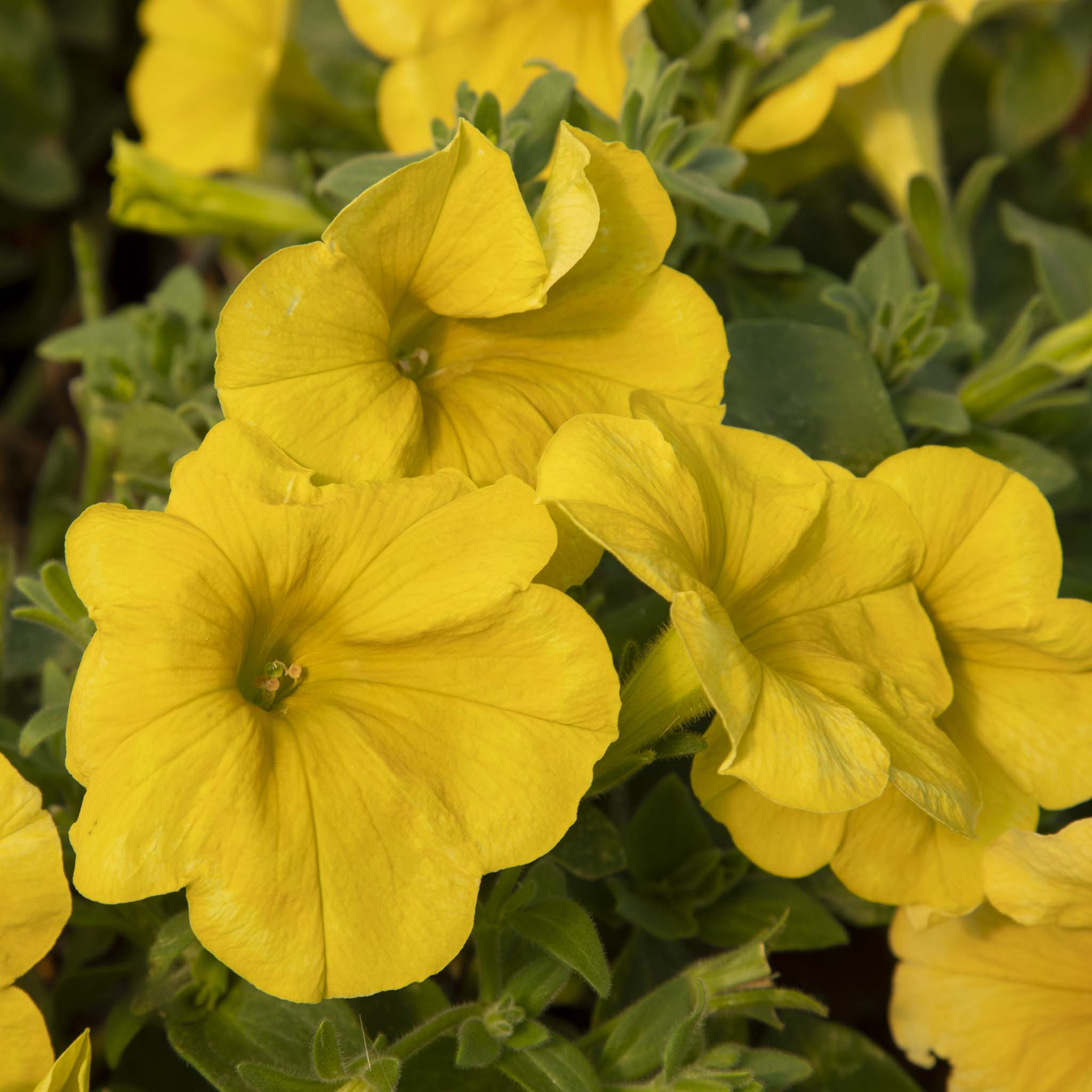 Petunia Crazytunia Yellow