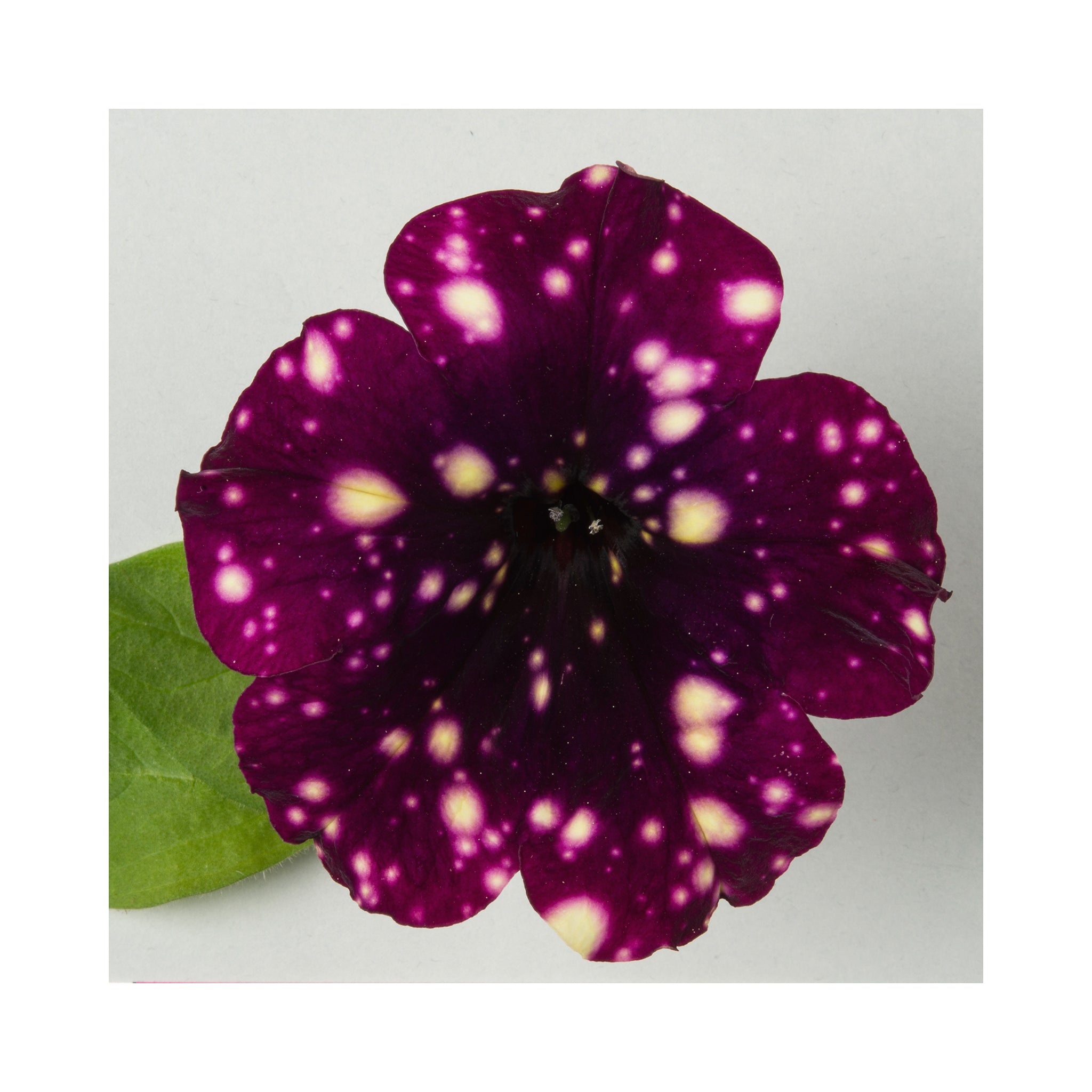 Petunia Happytoonia Starry Night