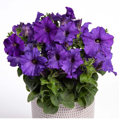 Petunia Prettytoonia Blue
