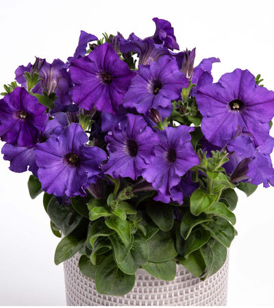 Petunia Prettytoonia Blue