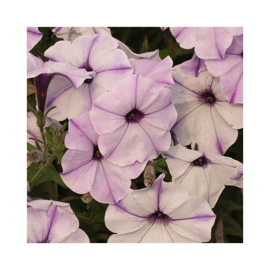 Petunia Prettytoonia Blue