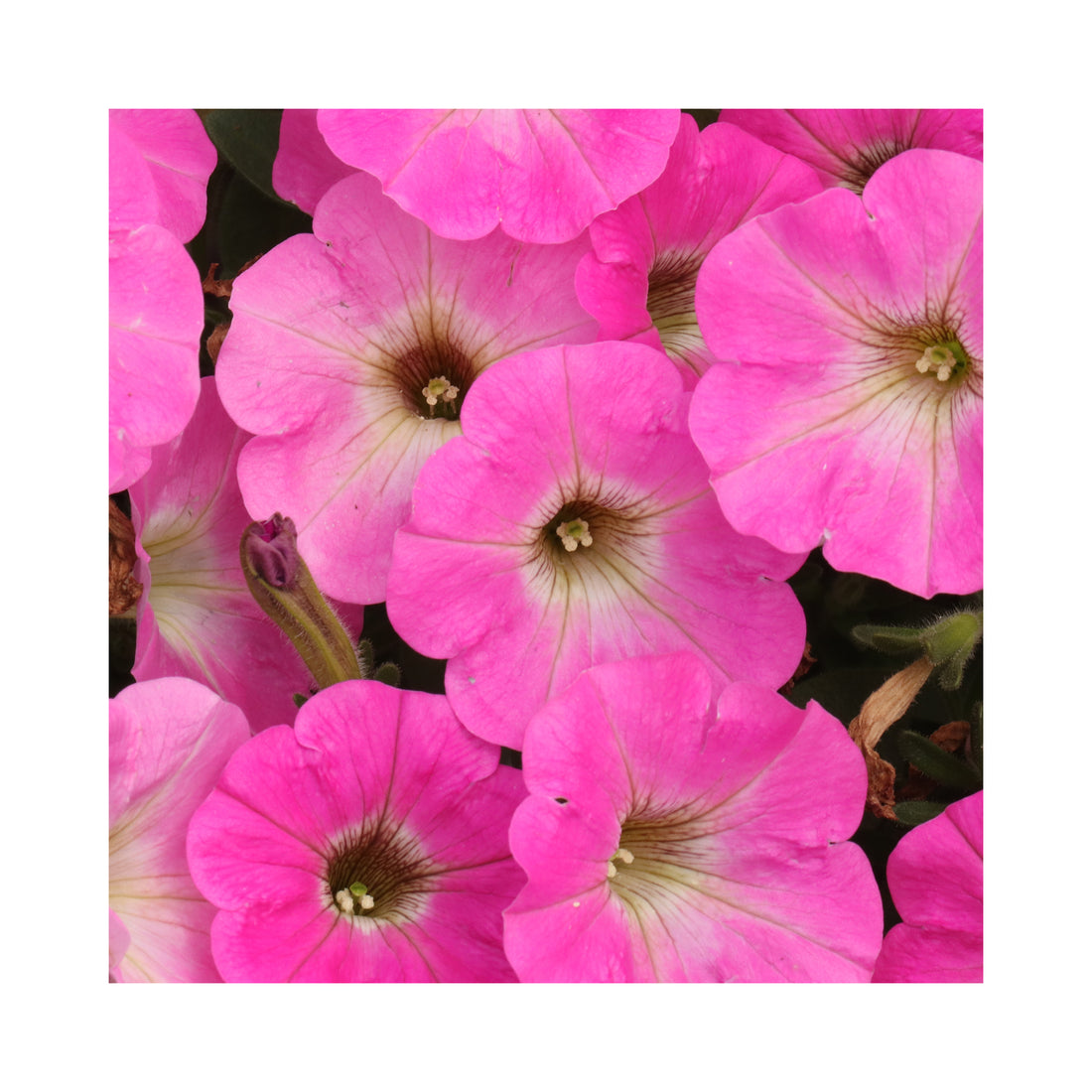 Petunia Prettytoonia Bright Pink