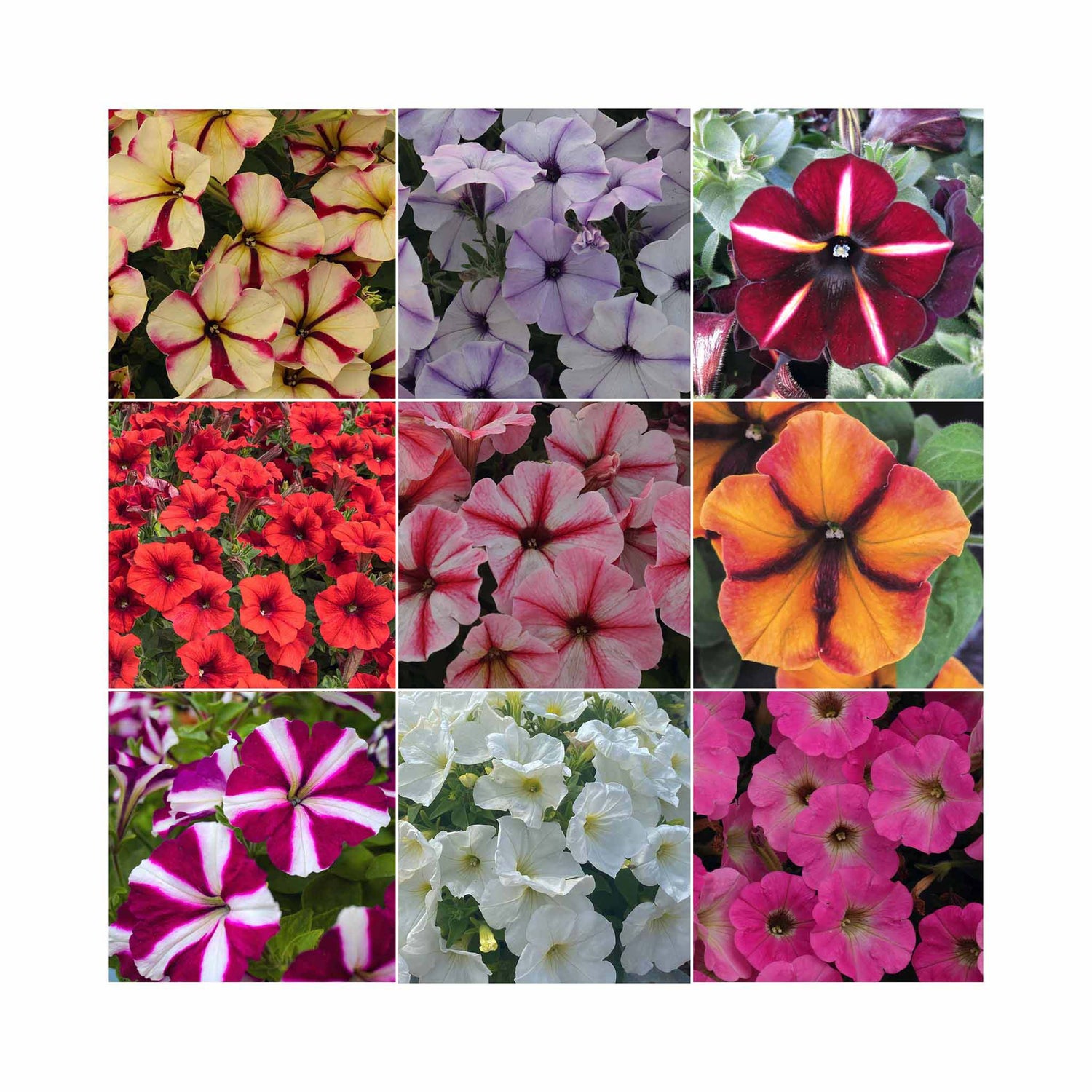 Petunia Prettytoonia Collection