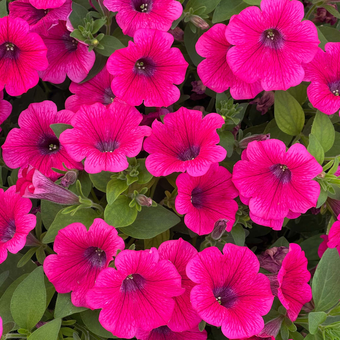 Petunia Prettytoonia Hot Patio Pink