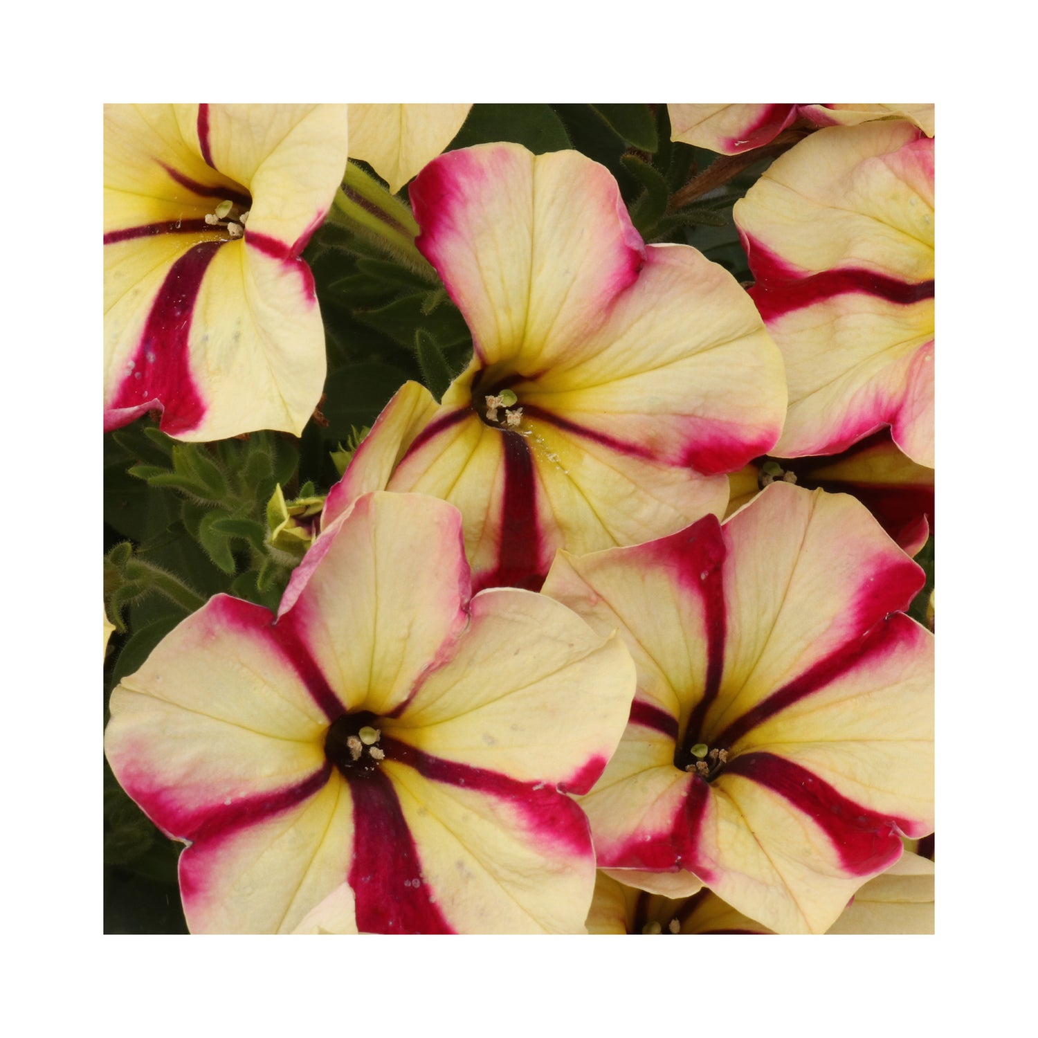 Petunia Prettytoonia Red Cream