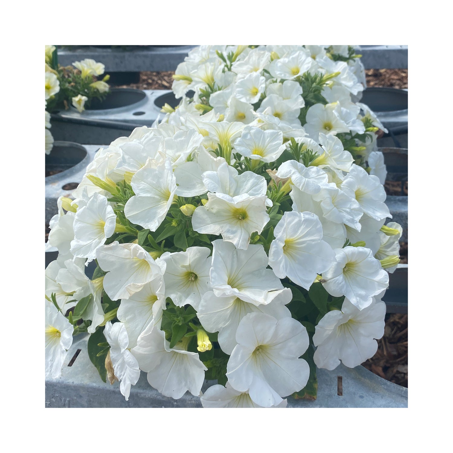 Petunia Prettytoonia White