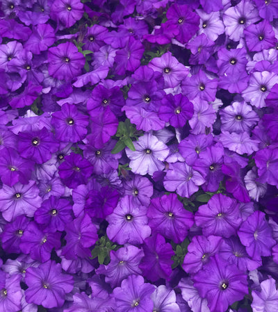 Petunia Prettytoonia Blue