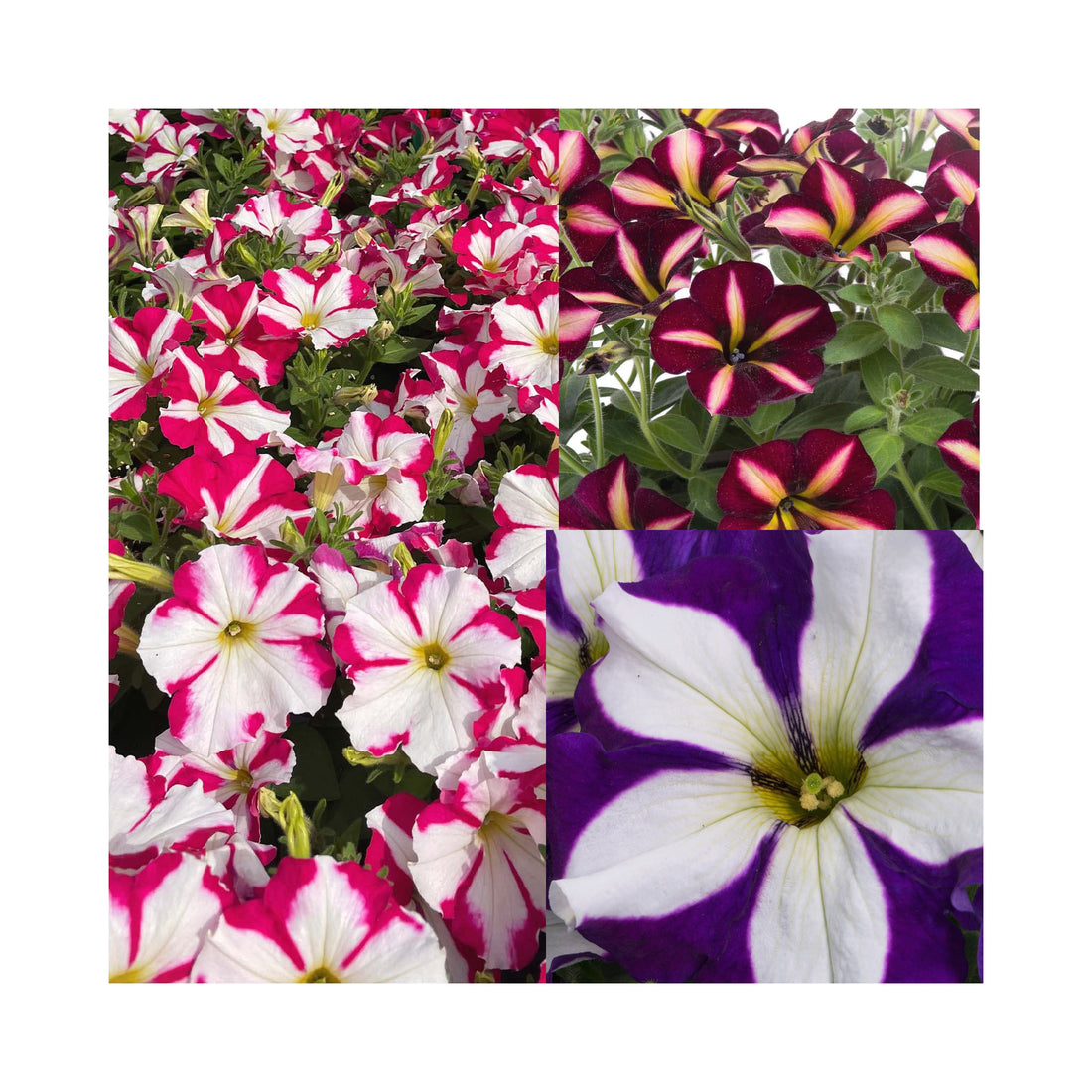 Petunia Prettytoonia Stunning Stars Collection